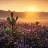 Blooming heathland
